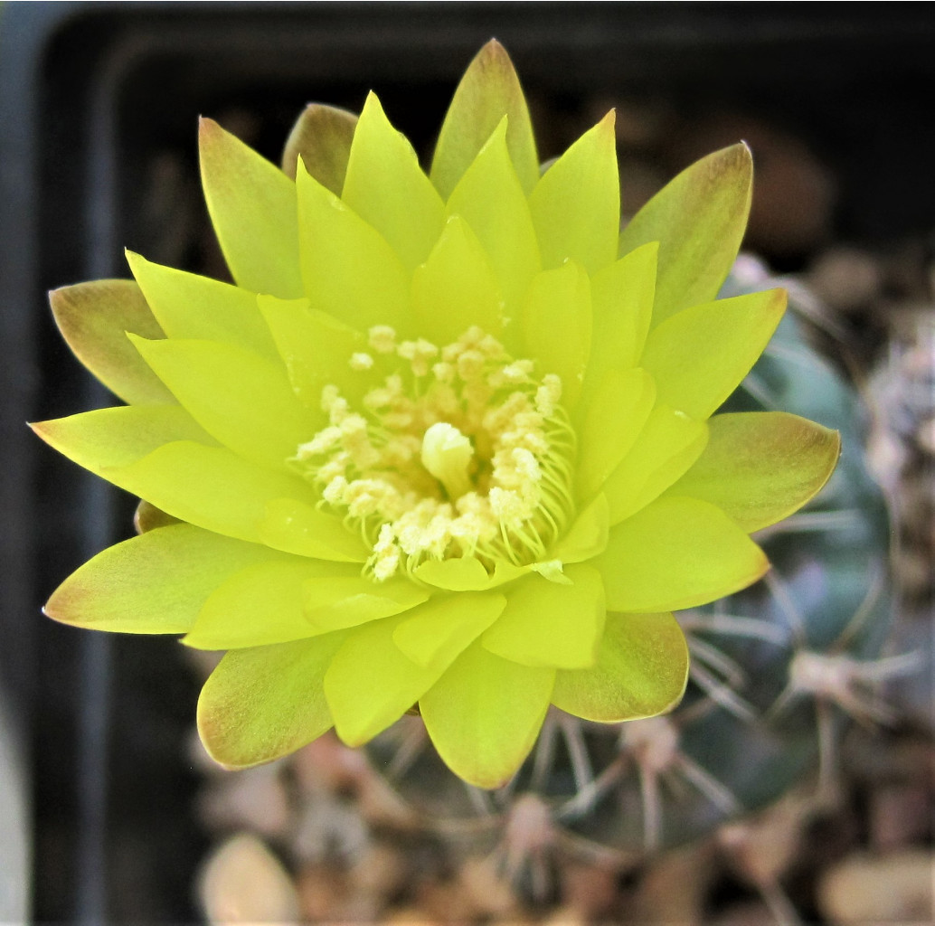 Gymnocalycium andreae