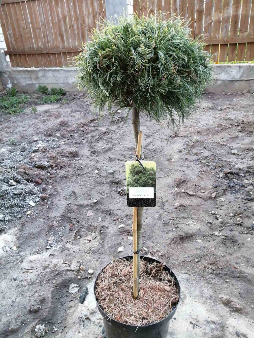   (Pinus strobus Green Twist) C7,5  PA 80 20-25, 6308 