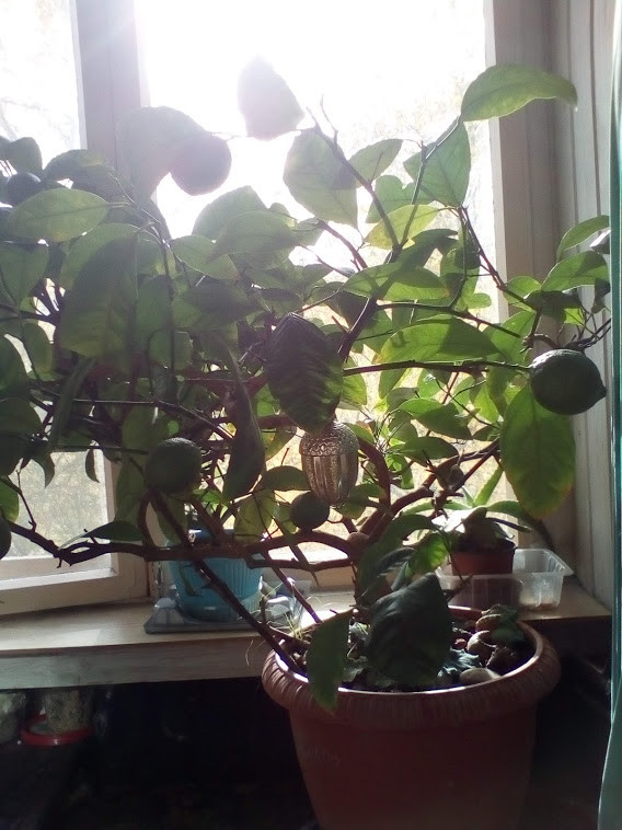 IMG 20201011 125649.jpg