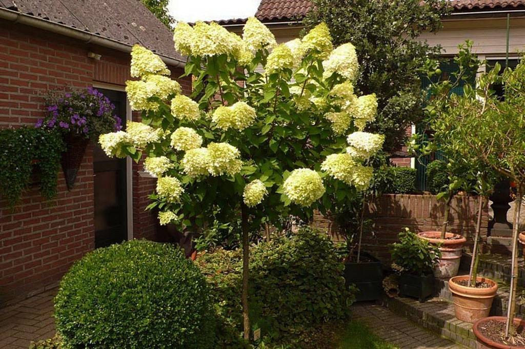   (Hydrangea paniculata Limelight) 5 PA 60+, 5820 
