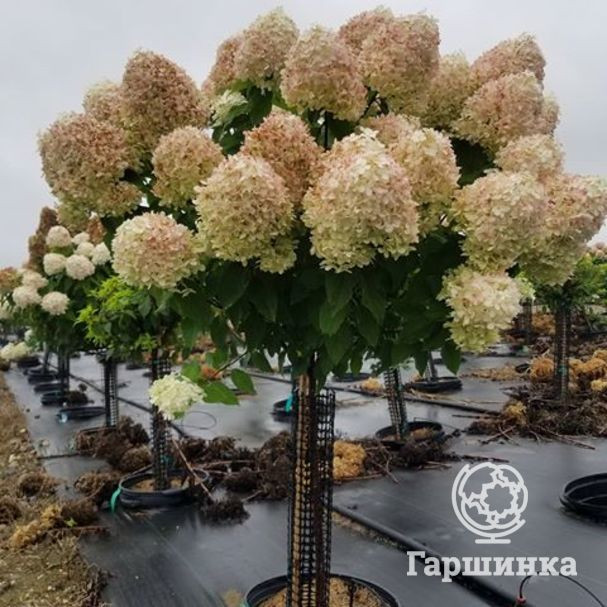   (Hydrangea paniculata Cotton Cream) 5 PA 60+, 5530 