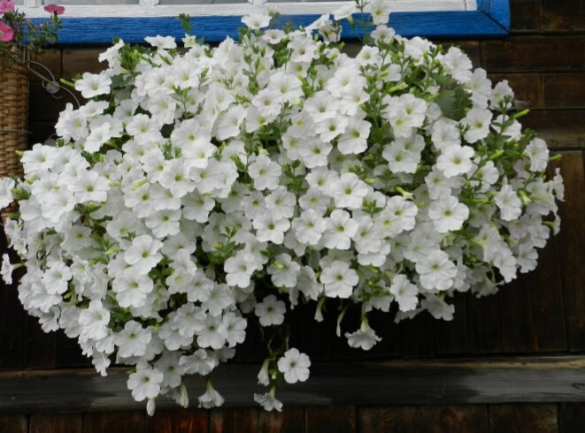 Опера White - 150 руб.