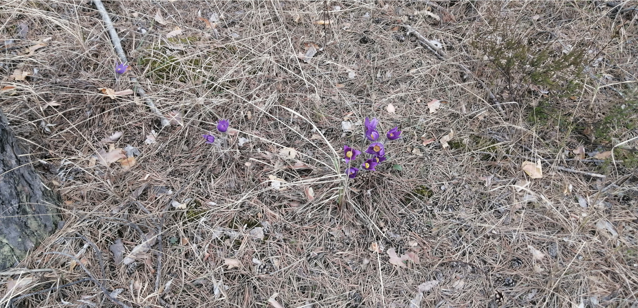 IMG 20210502 125852.jpg