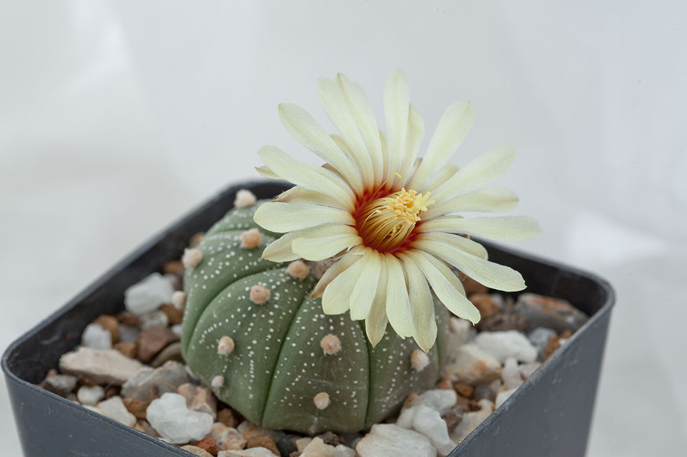 Astrophytum asterias var. nudum