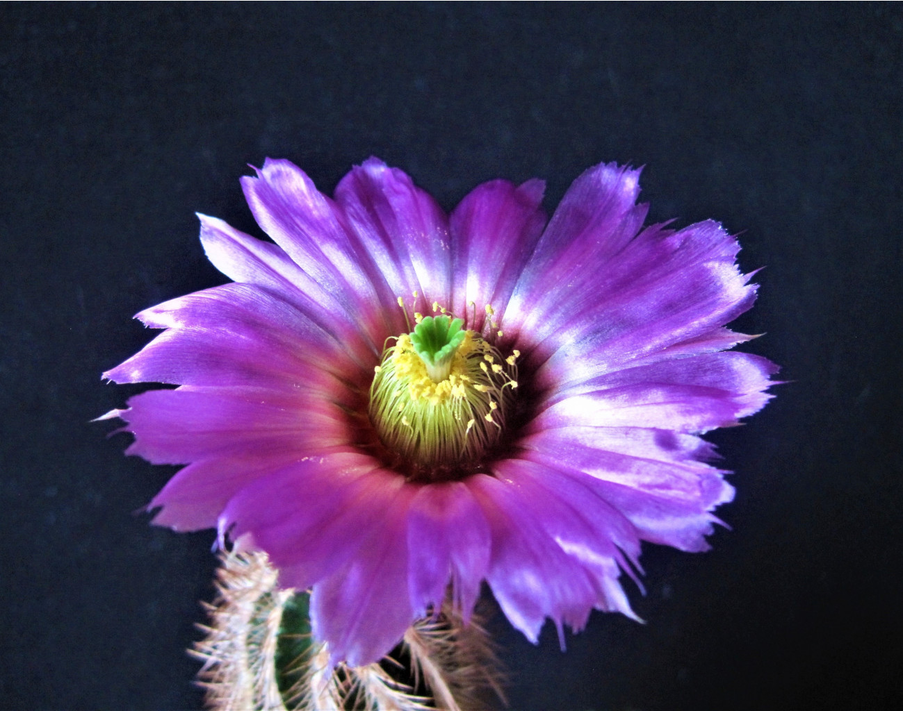 Echinocereus baileyi