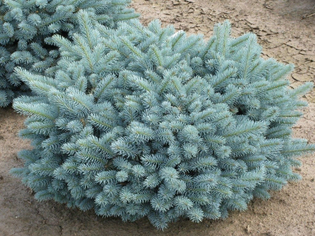   (Picea pungens Glauca Globosa) 3-5, 3681 
