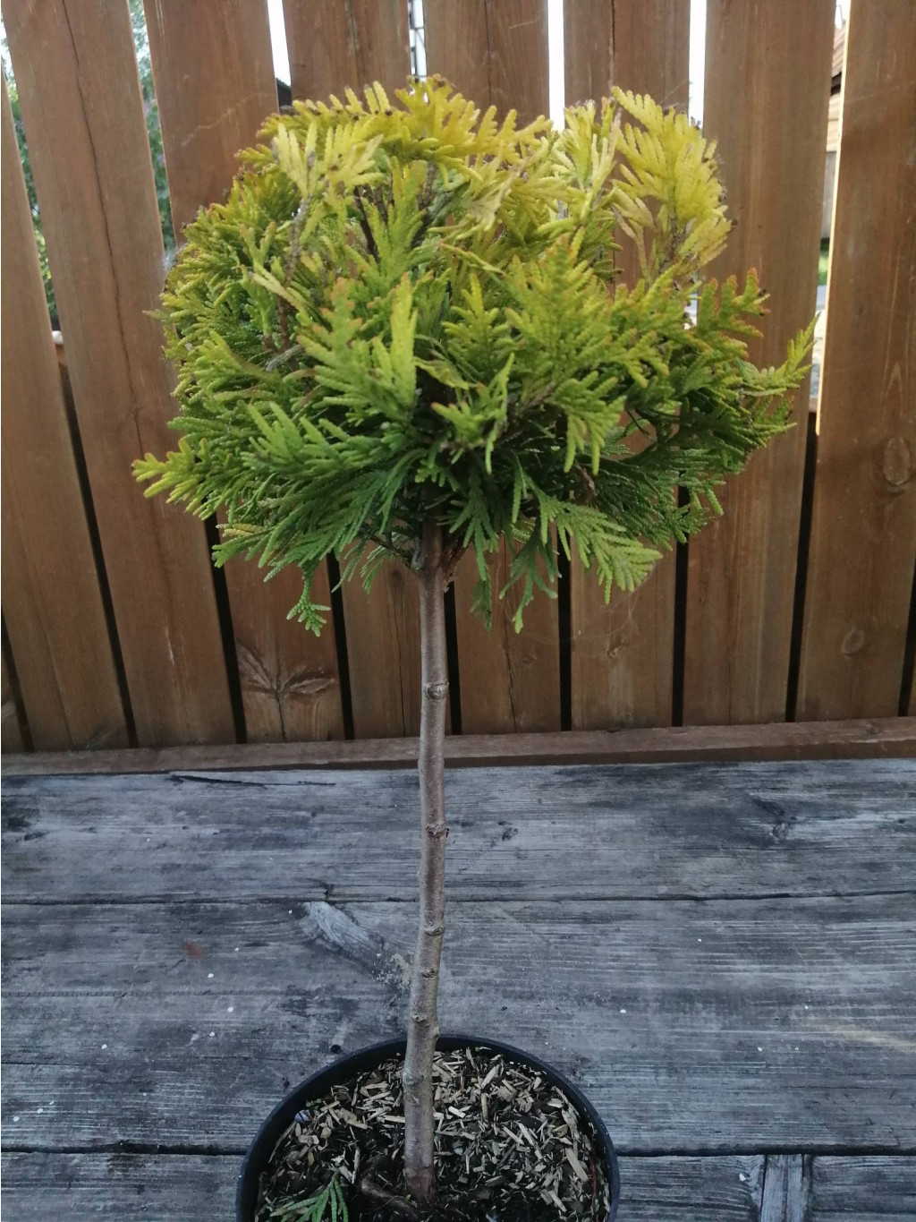   (Thuja occidentalis Yellow Ribbon) 5 PA25 , 3636 