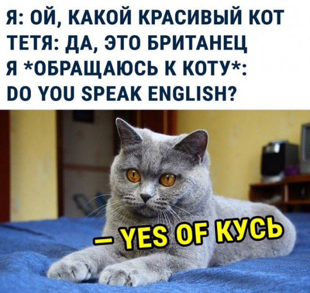  - ,     - ,  . (  ) - do you speak english?  - yes of .