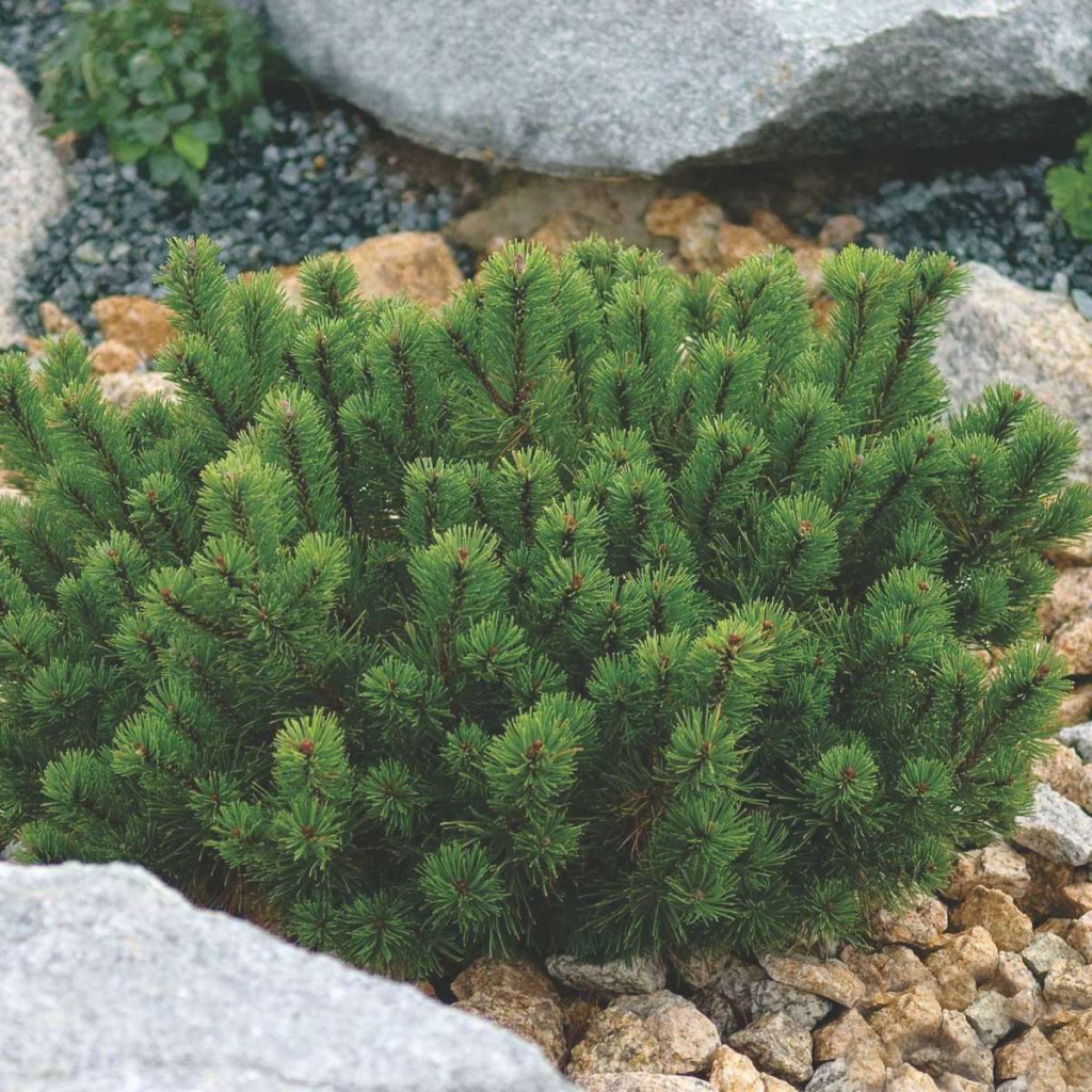   (Pinus mugo Pumilio) 3 20-30, 1855 