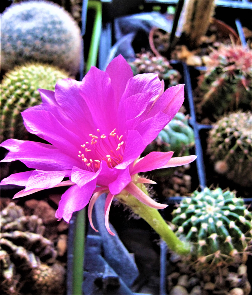 echinopsis calliantholilacina