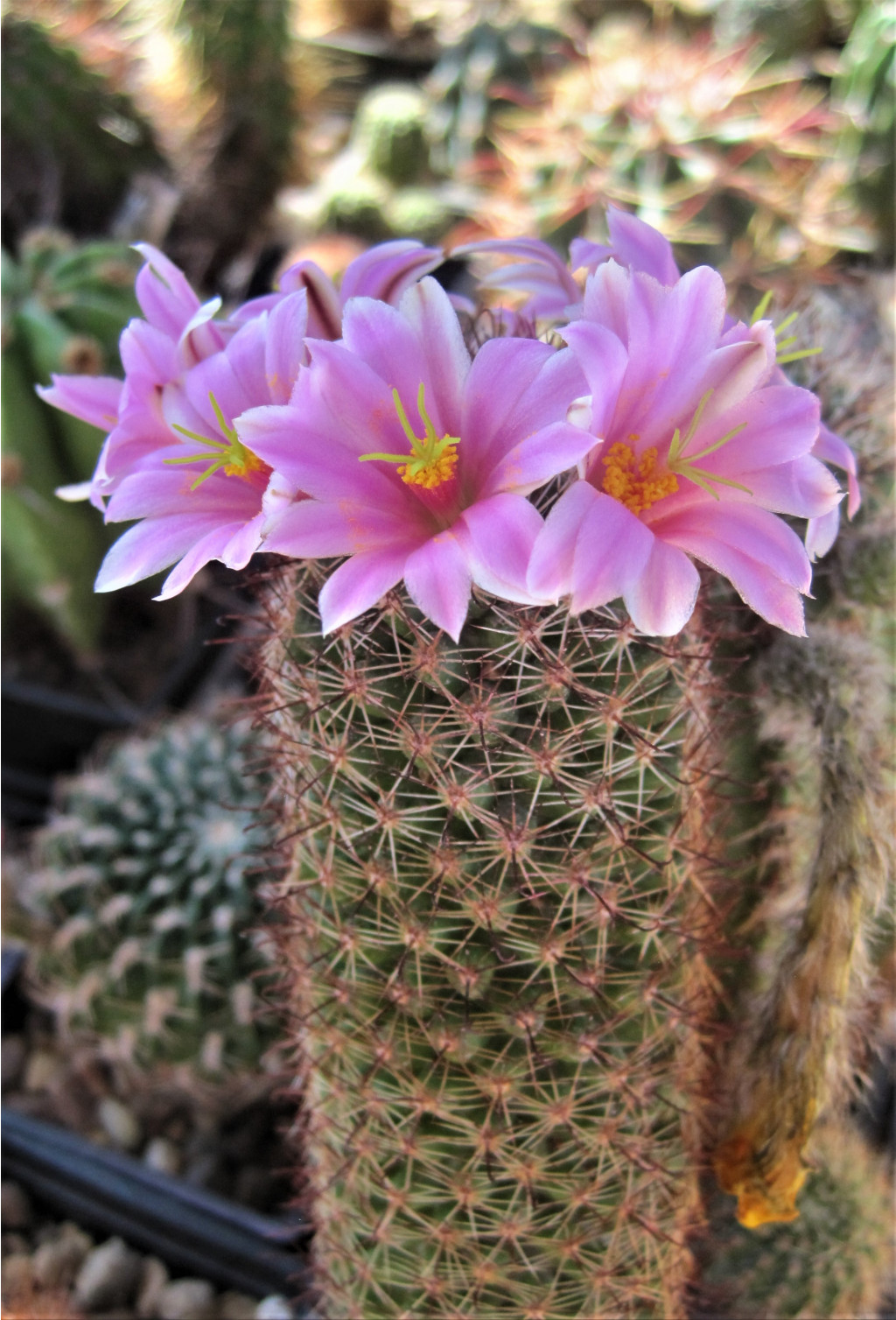 mammillaria sheldonii