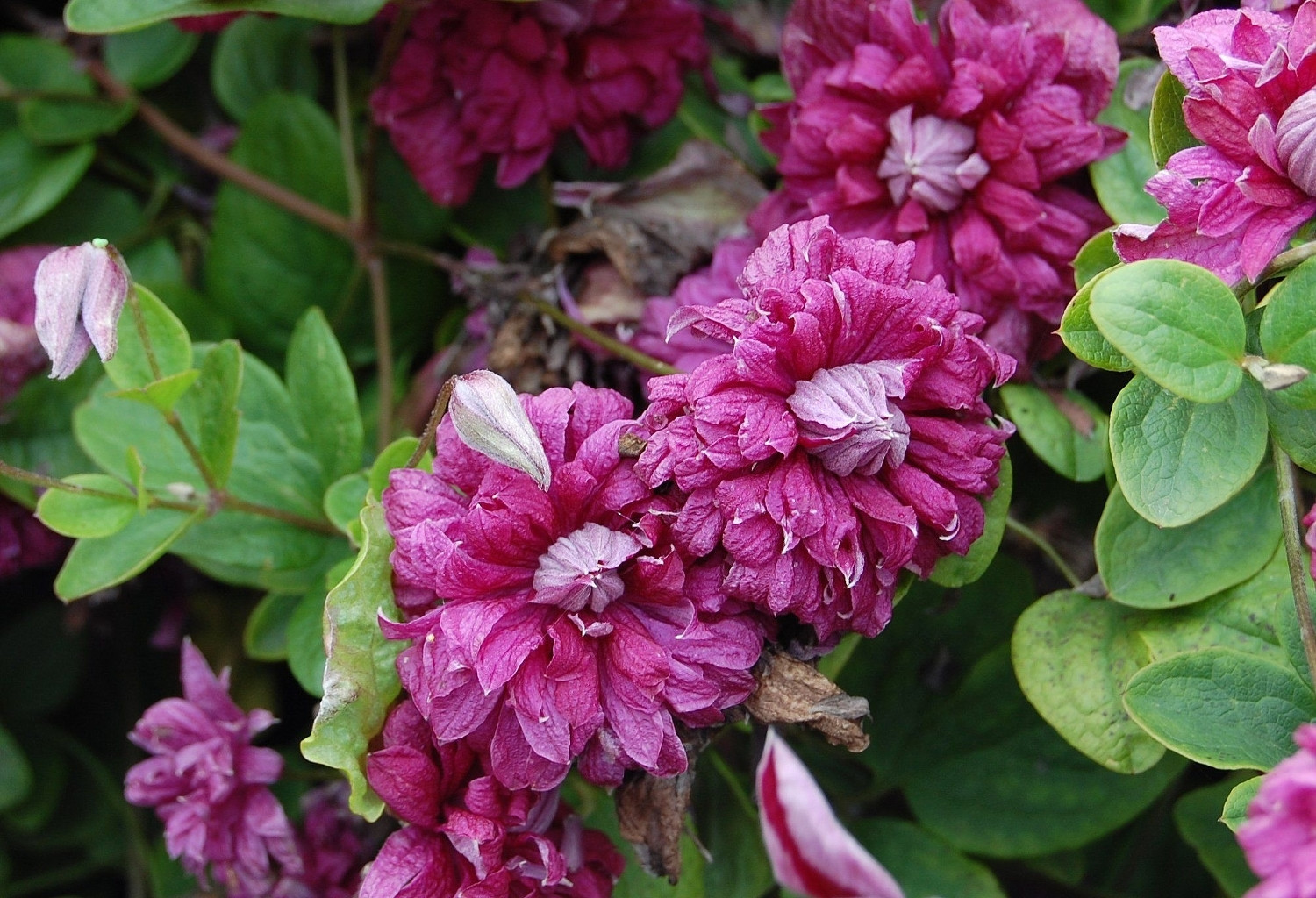 КЛЕМАТИС МЕЛКОЦВЕТКОВЫЙ PURPUREA PLENA ELEGANS ПУРПУРЕА ПЛЕНА ЭЛЕГАНС.jpg