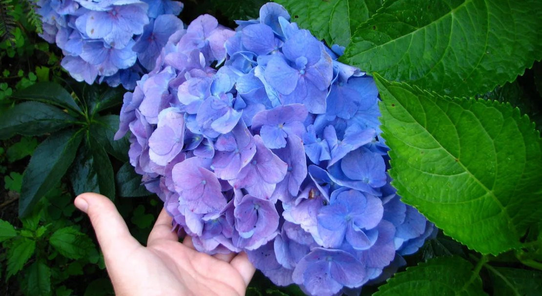   Forever & Ever Blue    .jpg
