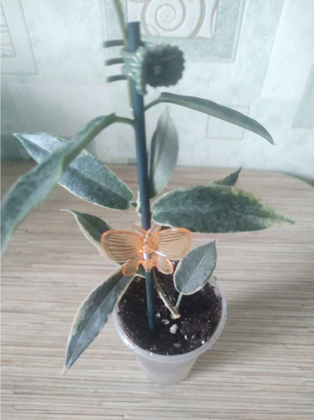 archboldiana variegata.