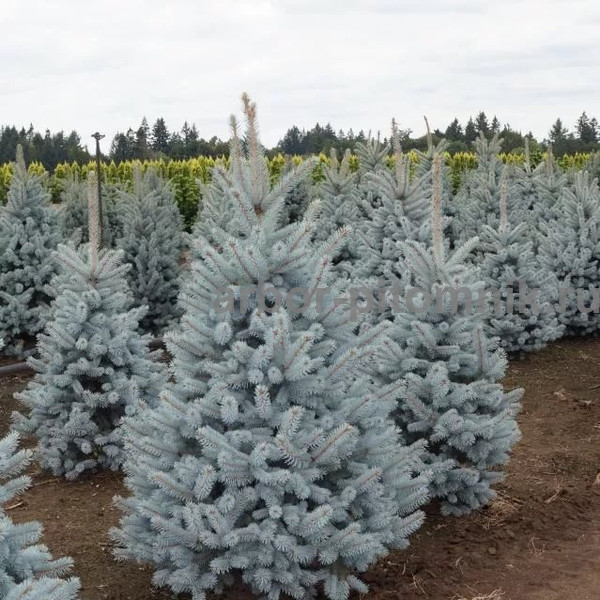   (Picea pungens Hoopsii) , 2, 20-30, 2723 