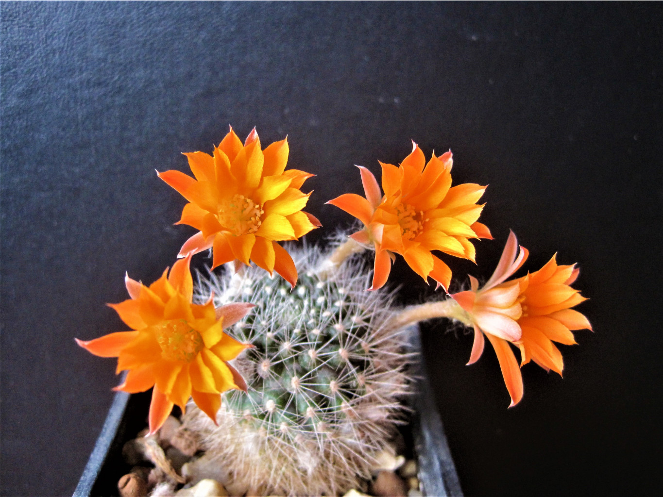 Rebutia flavistyla