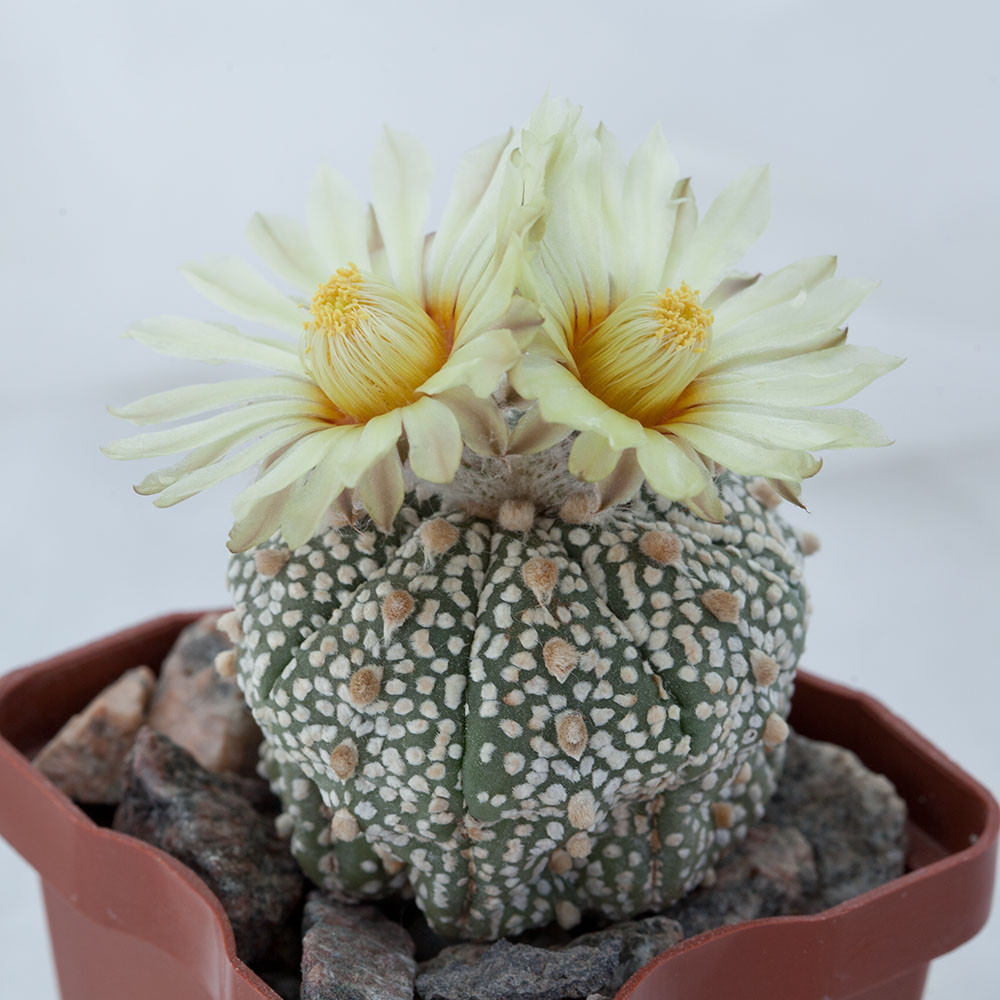 Astrophytum asterias 'Superkabuto'