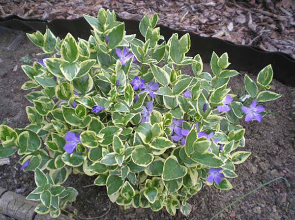   VARIEGATA.jpg