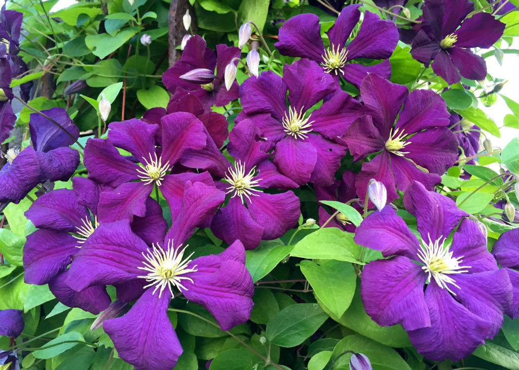   Etoile Violette  .jpg