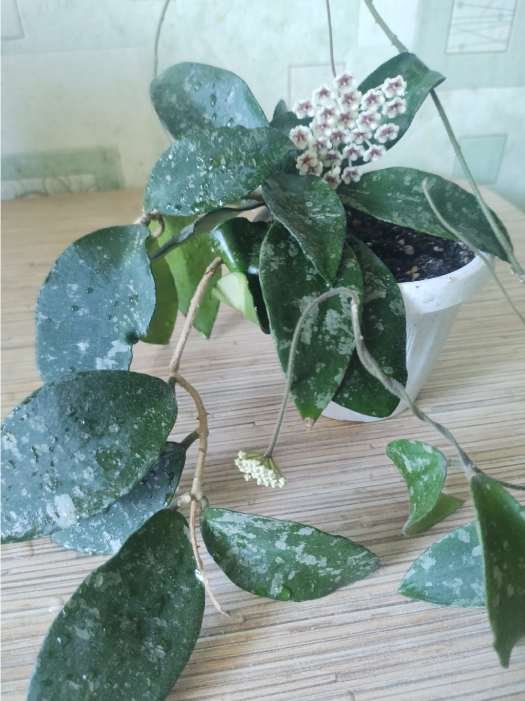 Hoya Caudata Ketambe