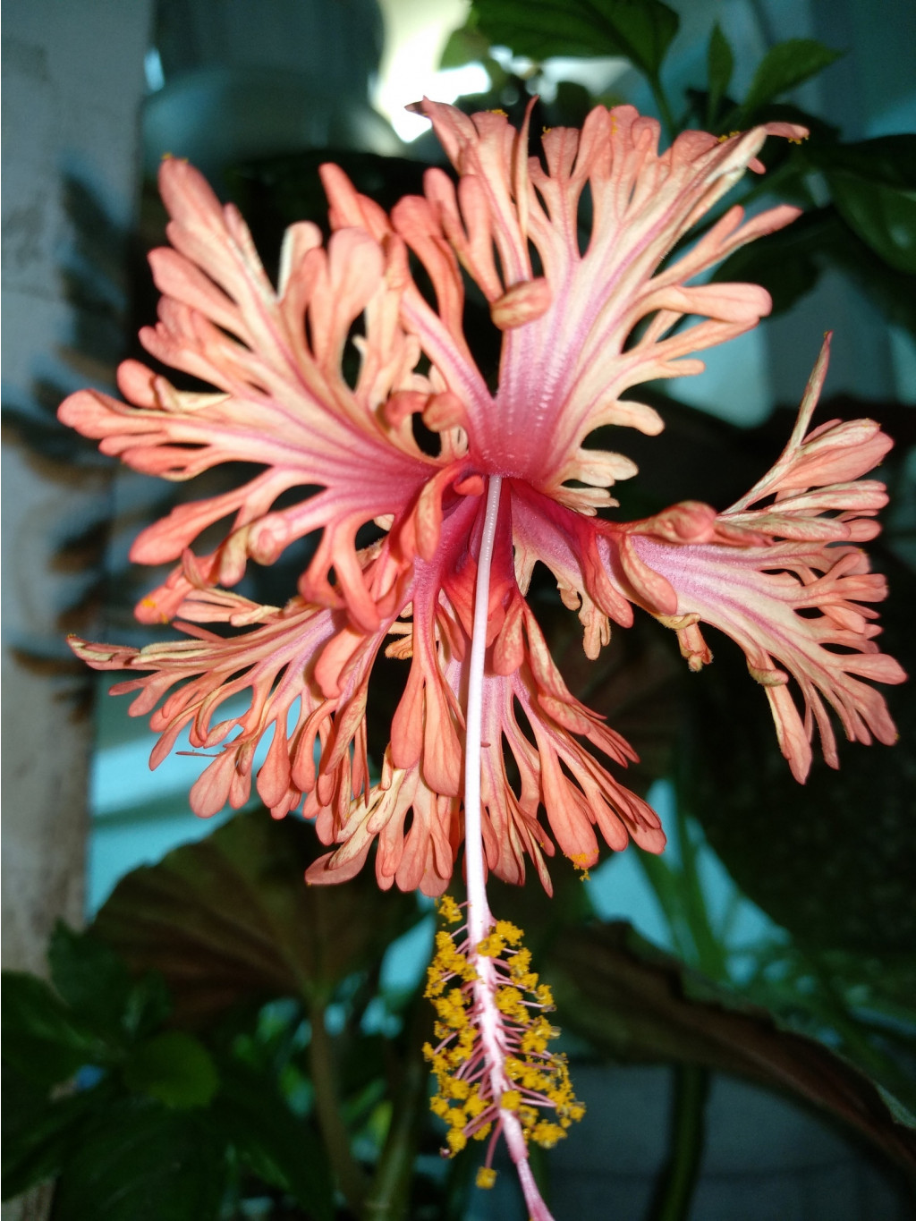 Schizopetalus