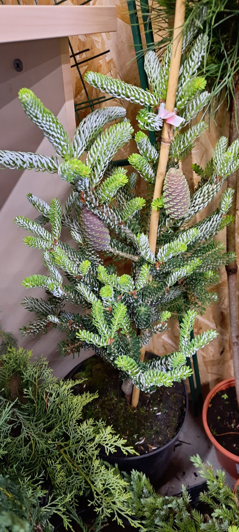   (Abies koreana Silberlocke C5 40-60)