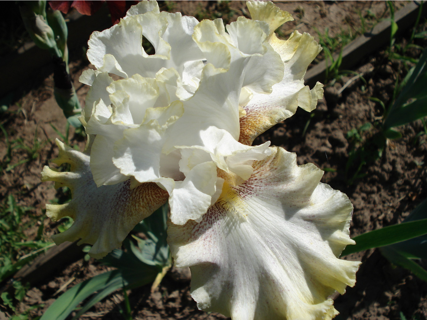 Ring araund rose.jpg