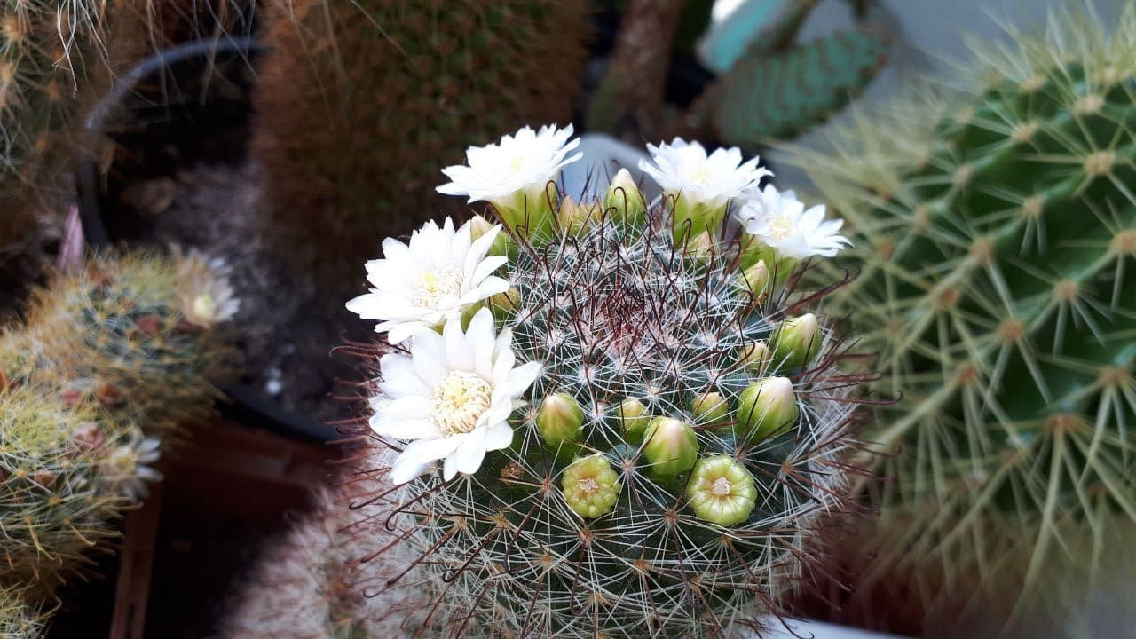 Mammillaria