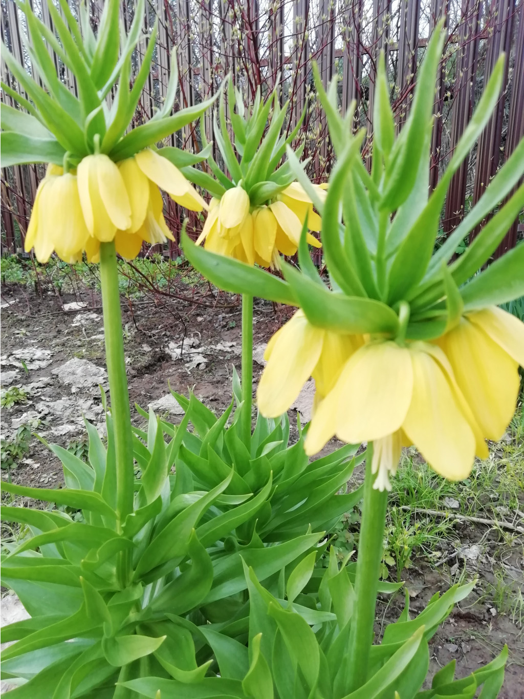 Lutea