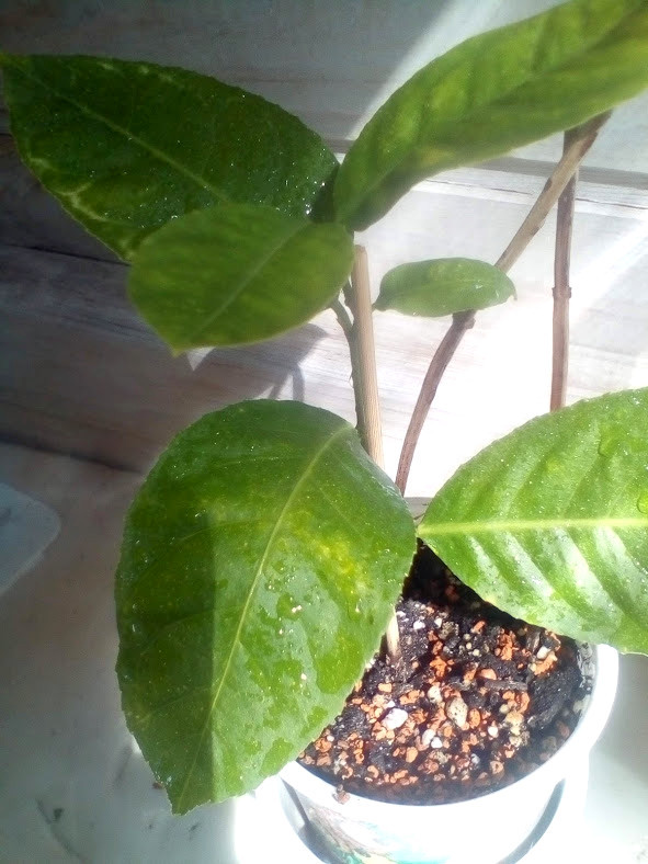 IMG 20210710 145107.jpg