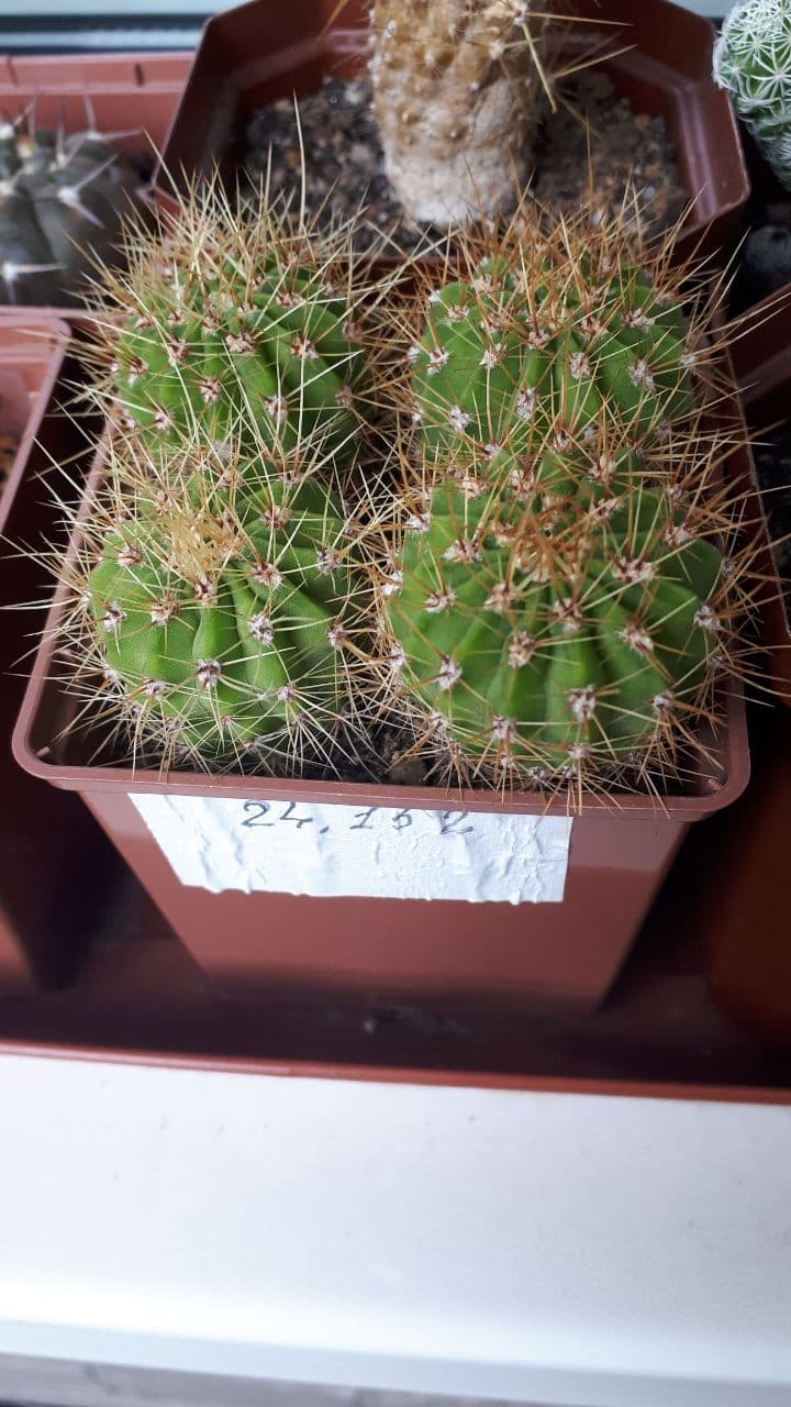 ACANTHOCALYCIUM violaceum JPR 98/231