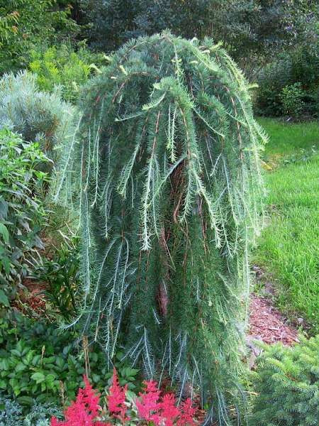   (Larix kaempferi Stiff Weeping) C7/10 120, 5570 