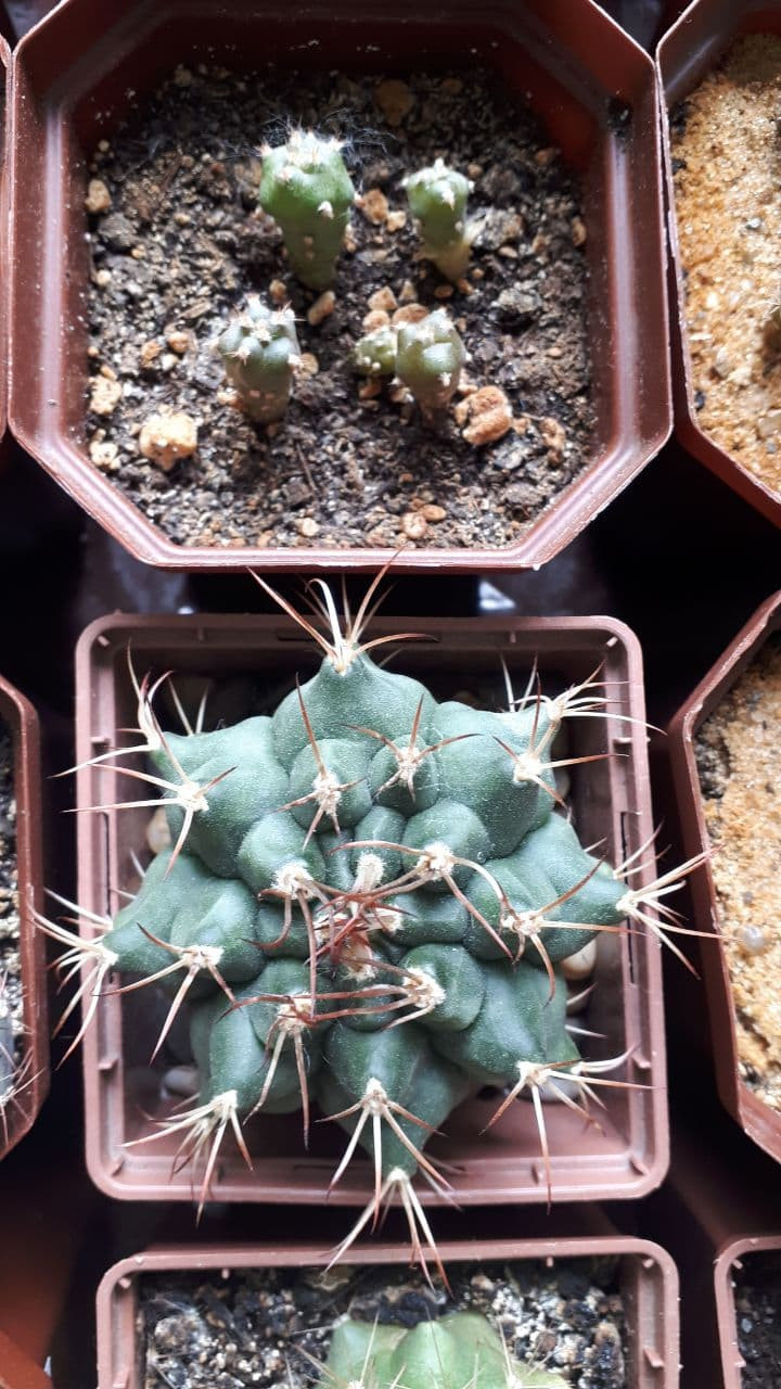 GYMNOCALYCIUM friedrichii