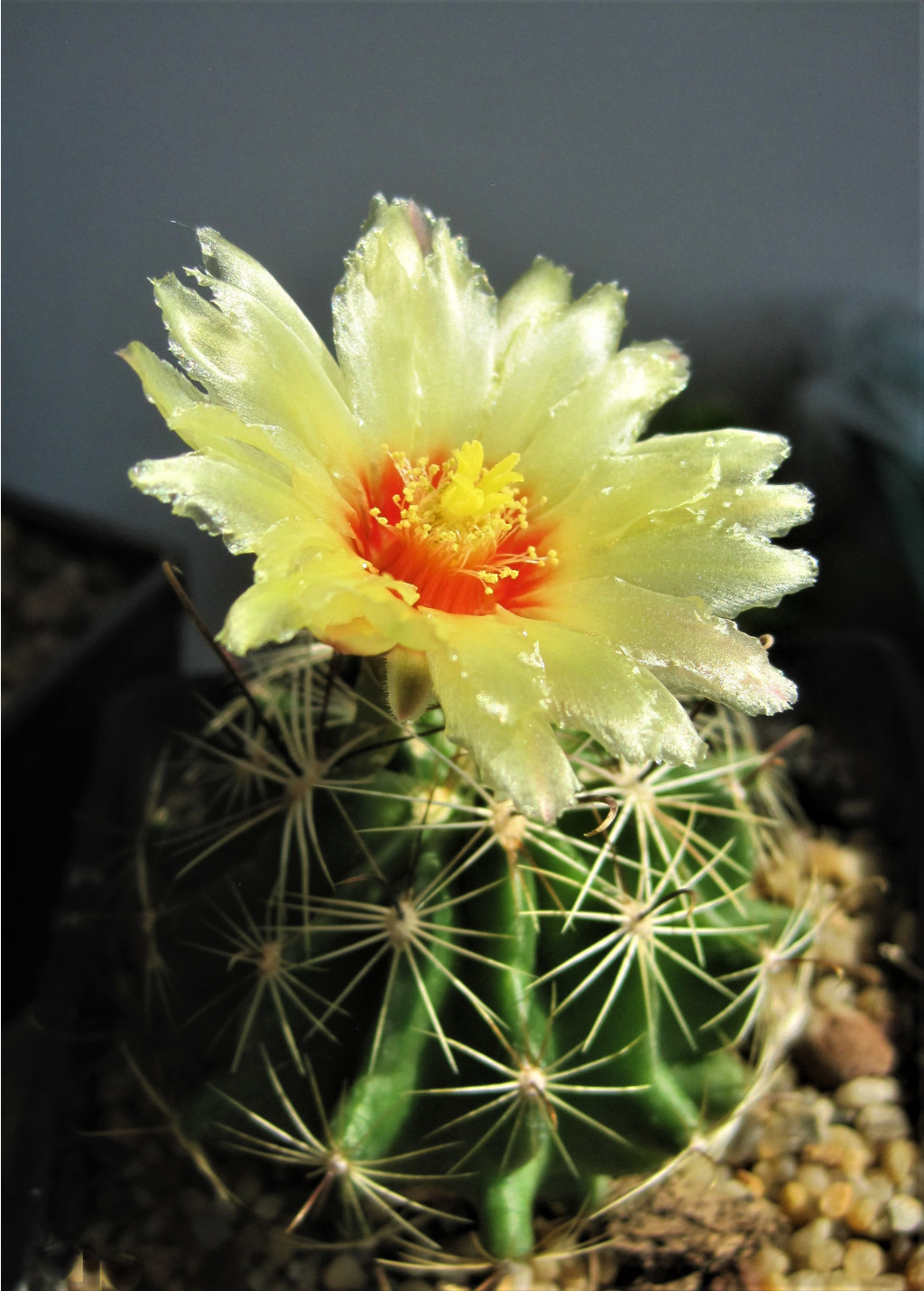 Hamatocactus setispinus