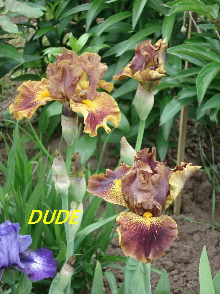Dude 130