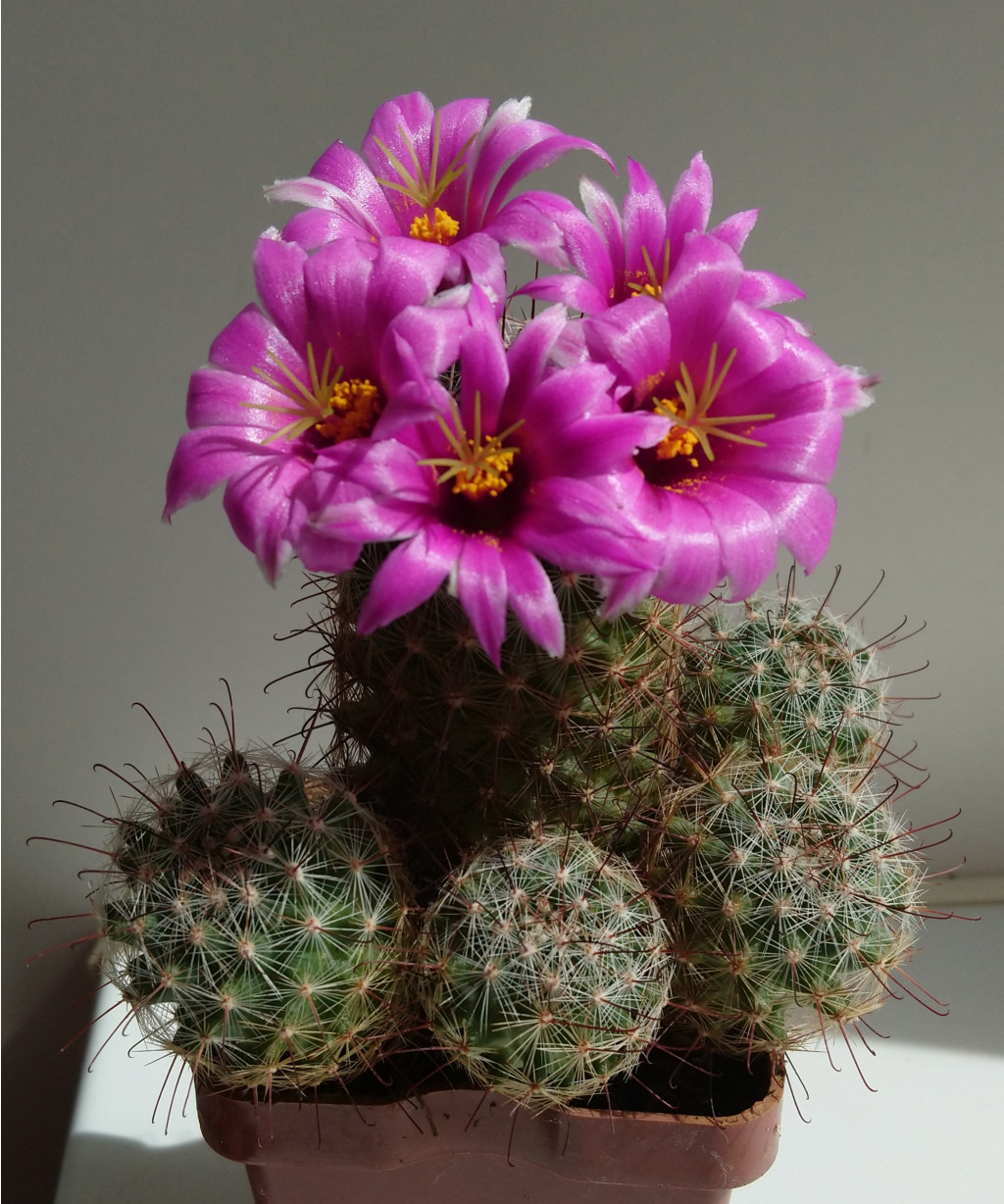 Mammillaria mazatlanensis