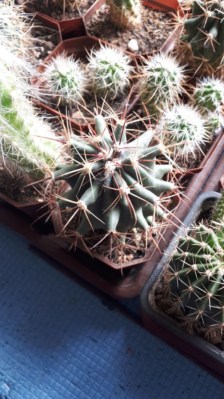 Ferocactus emoryi