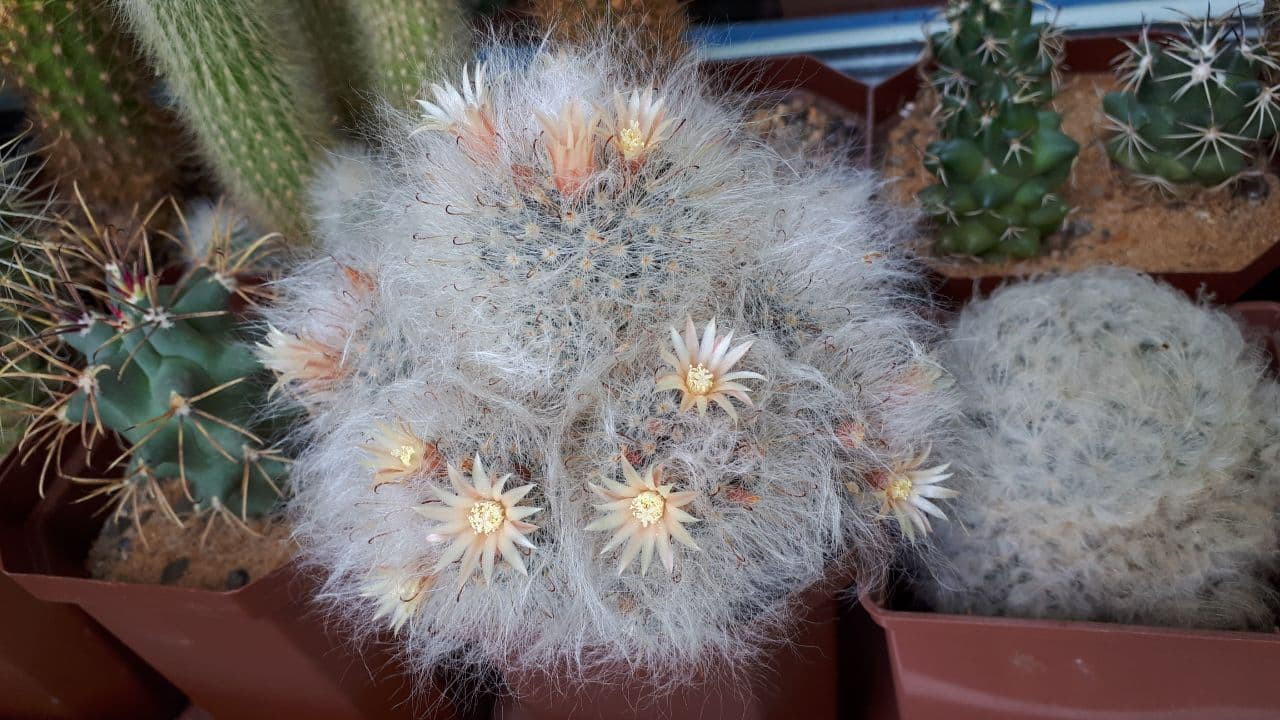 Mammillaria bocasana