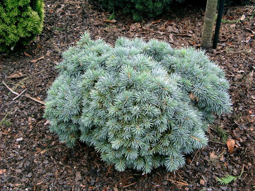   (Picea pungens Mecky) C5 30+, 3548 