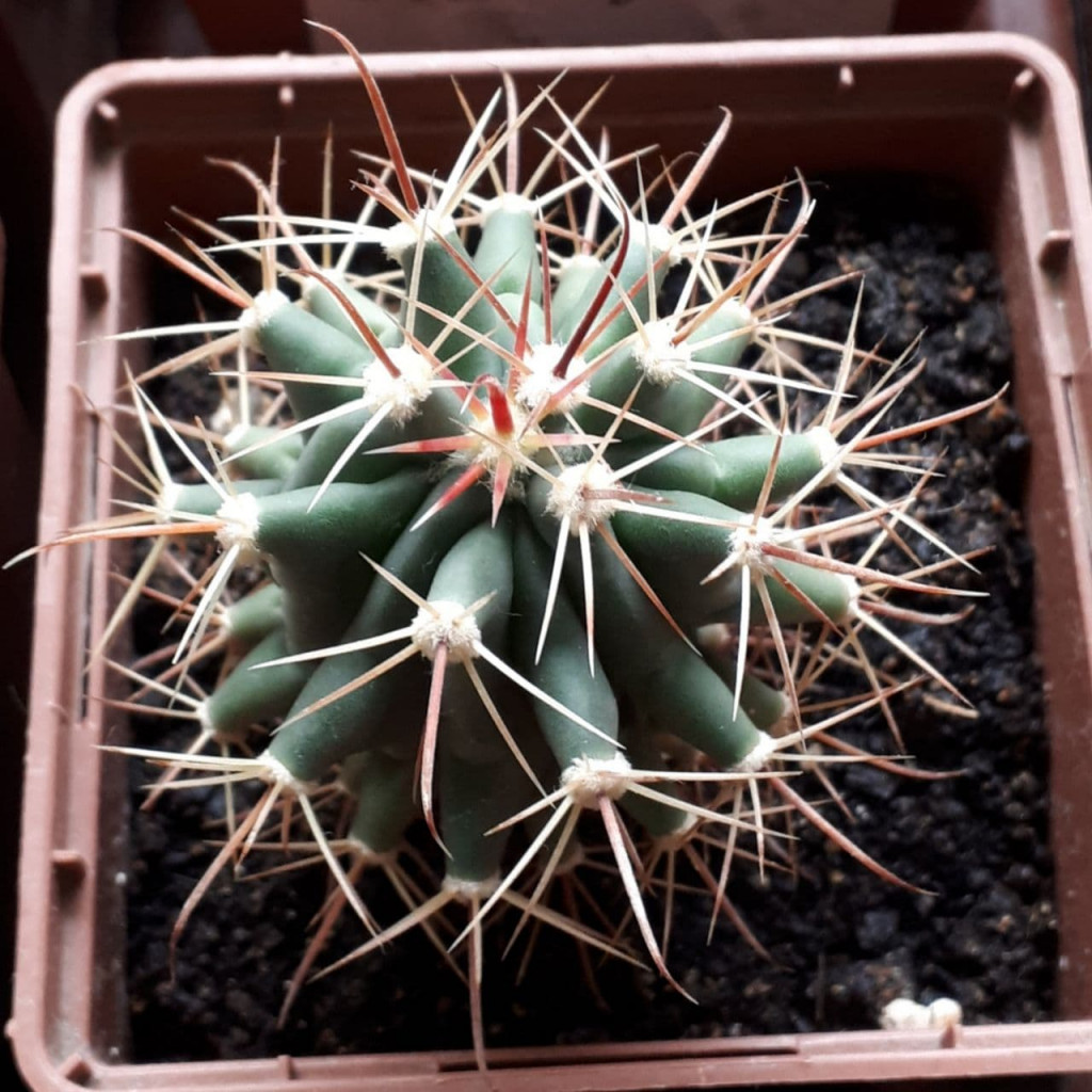 Ferocactus emoryi