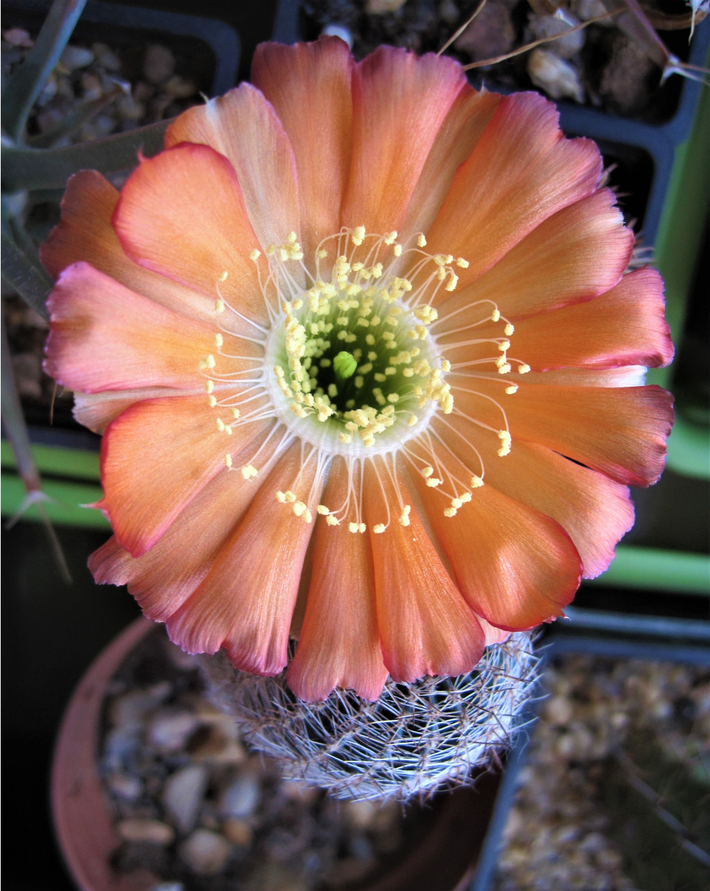 Lobivia rebutioides