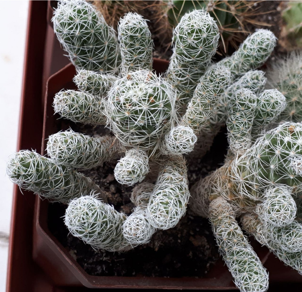 Mammillaria vetula gracilis