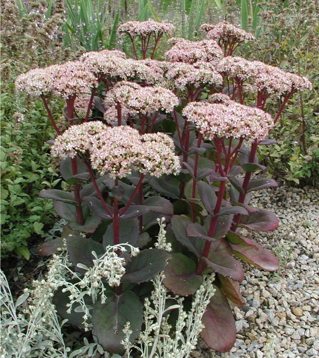 Sedum sedum matrona 0.jpg