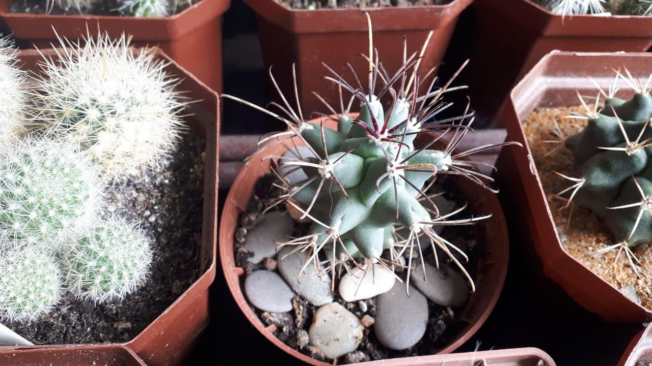 GLANDULICACTUS uncinatus