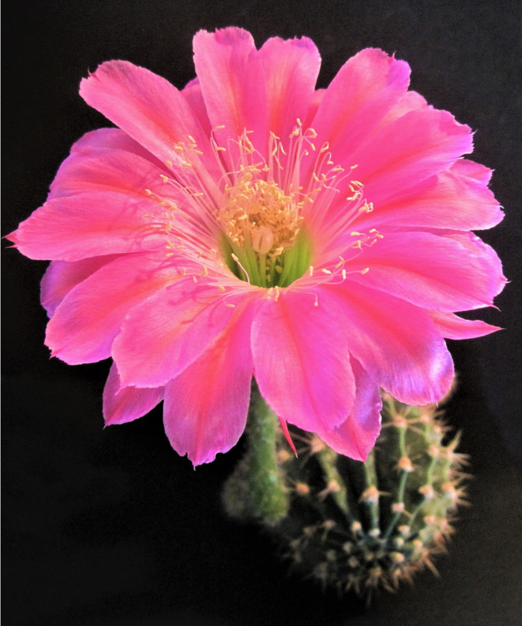 Echinopsis hybrid Maria Piazza