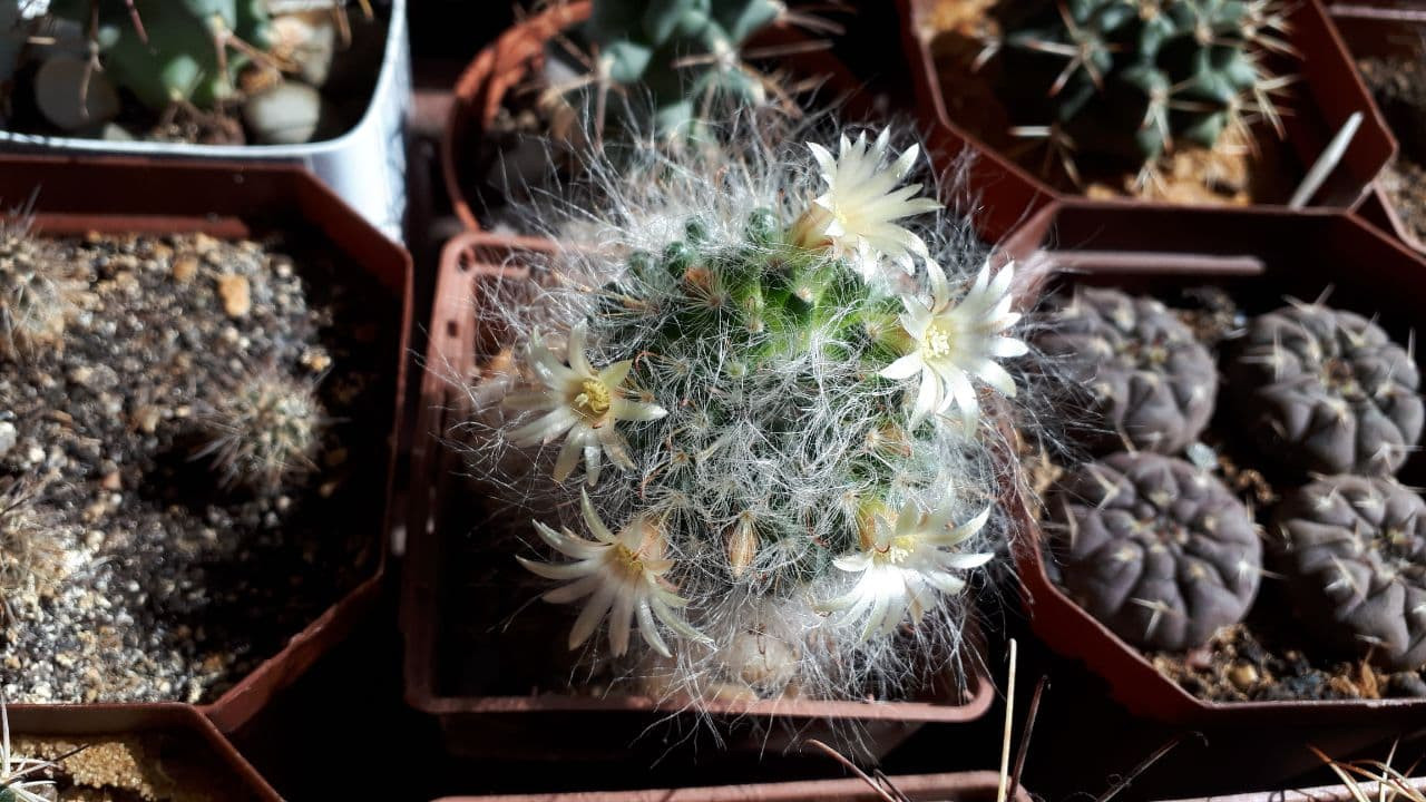 Mammillaria bocasana