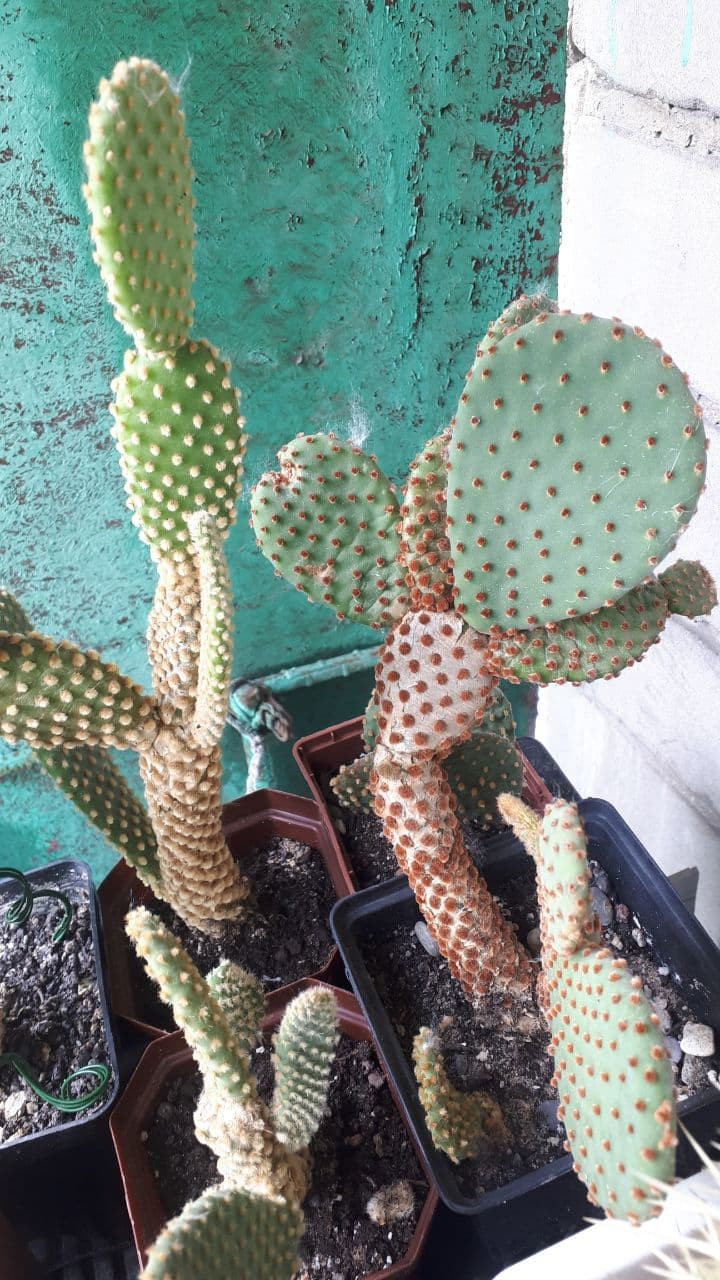 OPUNTIA microdasys