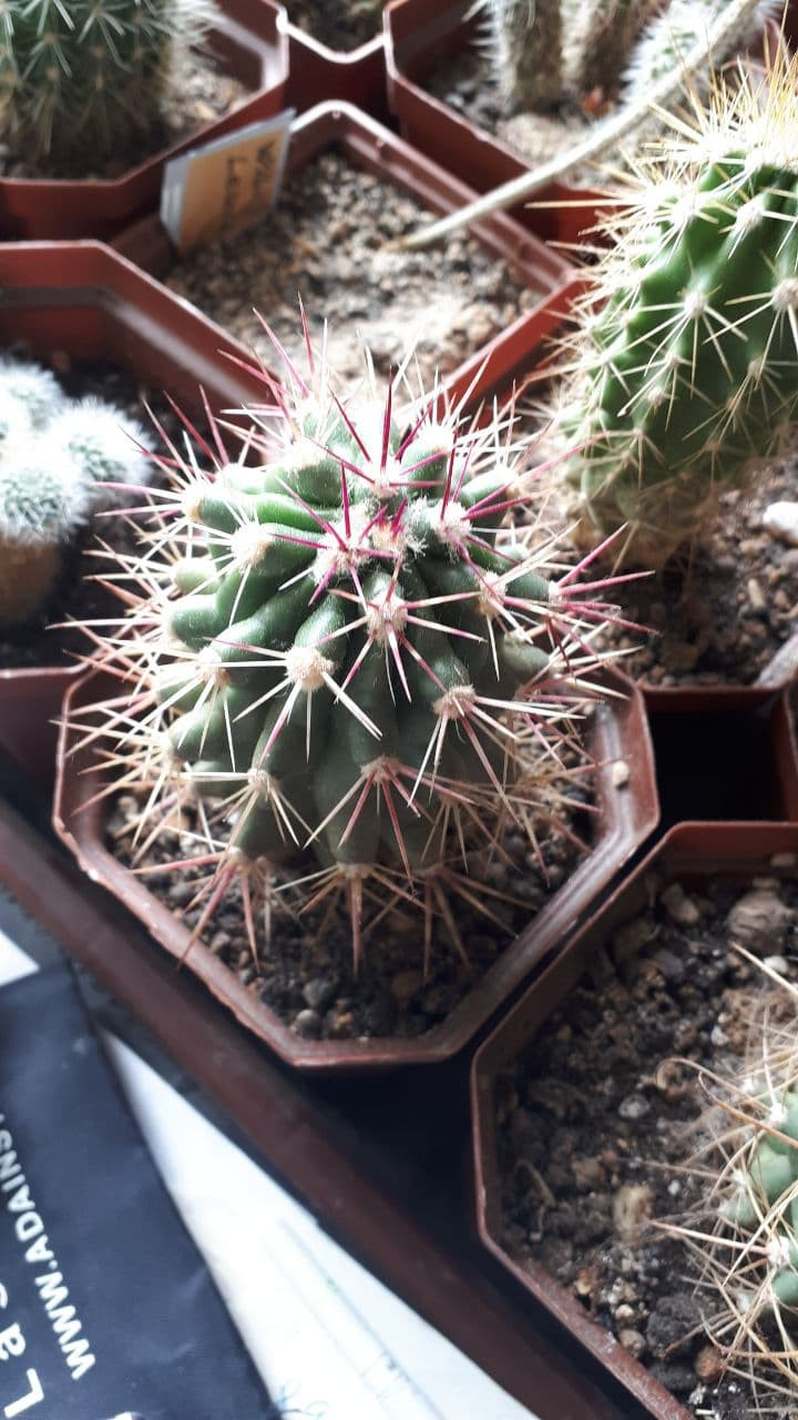 Ferocactus emoryi