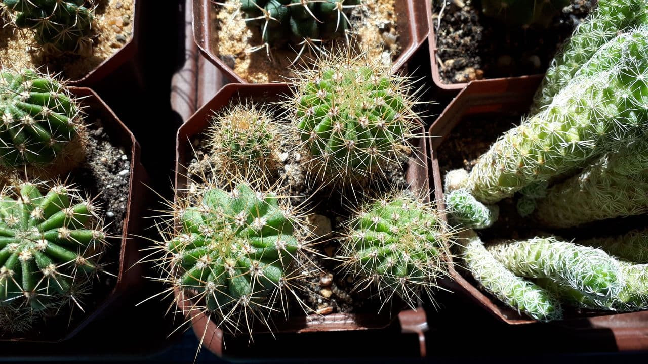 ACANTHOCALYCIUM violaceum JPR 98/231