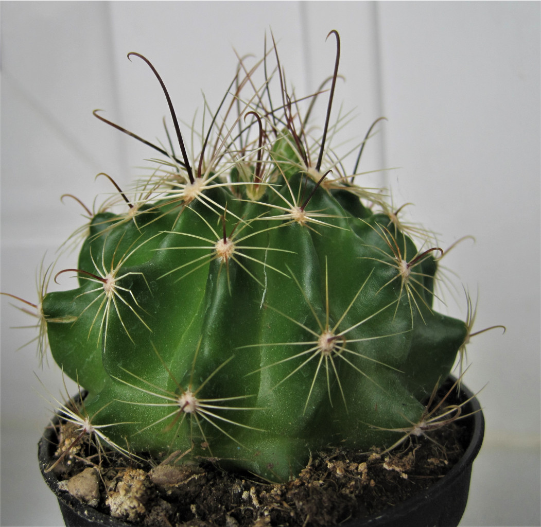 Hamatocactus setispinus